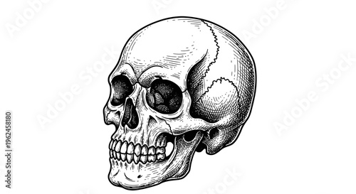 A detailed illustration of a human skull.