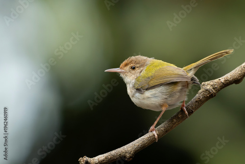 Common Tailorbird (Orthotomus sutorius) perched on a slender branch.