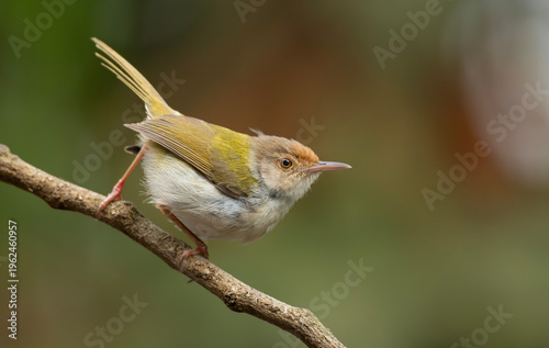 Common Tailorbird (Orthotomus sutorius) perched on a slender branch.