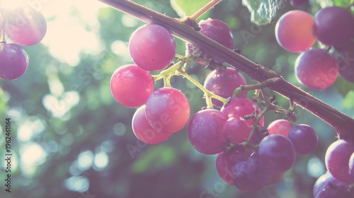 Close up of ripe red grapes hanging on vine in sunlight