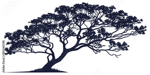 A tree with a sprawling canopy and many branches