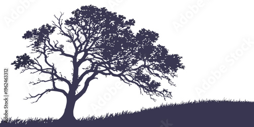 A tree with a sprawling canopy on a grassy hill