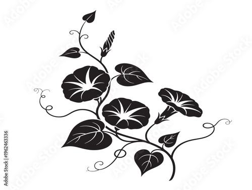 Beautiful morning glory vine silhouette with flowing botanical lines 