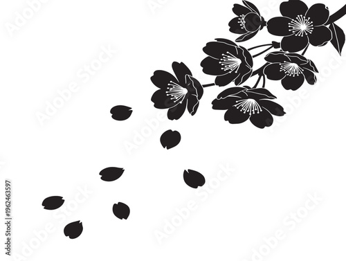 Blossoms falling silhouette with soft and dreamy seasonal effect 