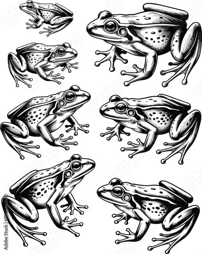 Vintage frog engraving illustration set, detailed amphibian wildlife drawings, black and white nature animal artwork