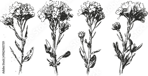 Ink botanical illustration of various wildflowers and blooming flower stalks with leaves