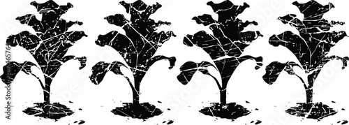 four healthy green lettuce plants growing in soil, fresh organic vegetables, garden cultivation