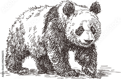 Hand drawn panda bear walking with textured fur, vintage wildlife animal sketch illustration