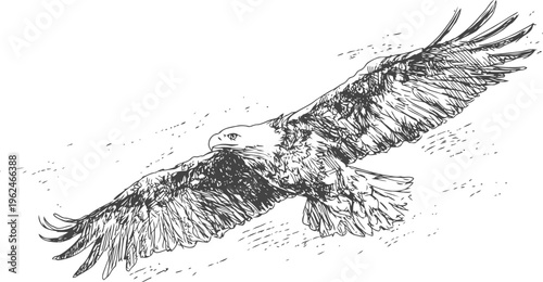 eagle in flight detailed sketch soaring bird with outstretched wings, feathers, and sharp beak wildlife and nature illustration