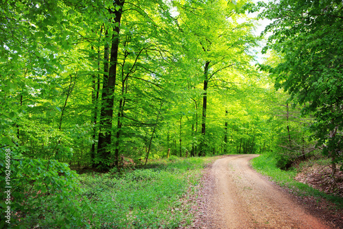 Forest road going through the trees on a sunny summer day.