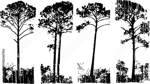 Tall pine trees silhouettes with textured base on white background, natural forest design elements
