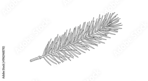 Detailed black and white line art illustration of a single spruce tree branch with many small needles isolated on a plain white background for art.