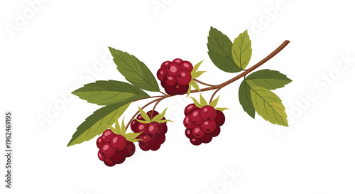 Realistic illustration of a branch of ripe dark red blackberries with lush green leaves isolated on a plain white background for food themes.