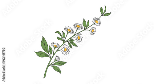 Delicate sprig of white daisies with yellow centers and vibrant green leaves arranged diagonally across a clean white background.