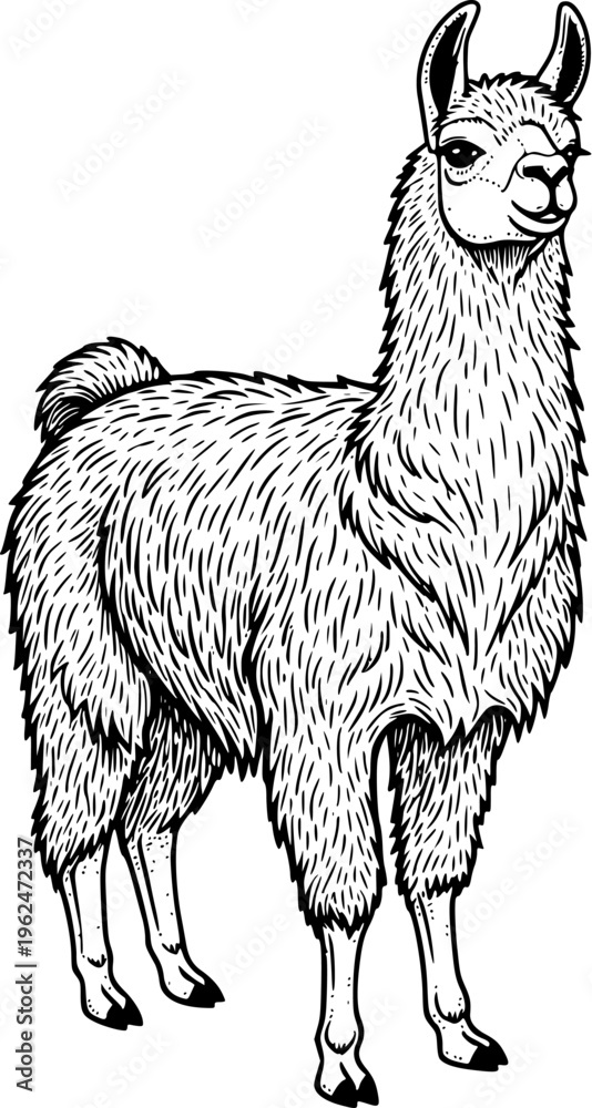 Fototapeta premium Llama Full Body Engraving Line Art Illustration for Mascot Logo, Farm Animal Branding, Tattoo Design, T-Shirt Graphic and Vintage Artwork