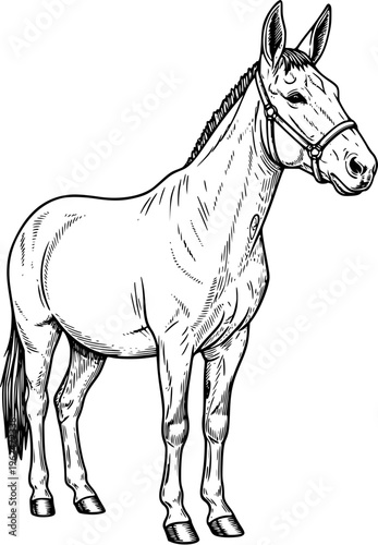 Horse Full Body Engraving Line Art Illustration for Equestrian Logo, Farm Branding, Tattoo Design, T-Shirt Graphic and Vintage Style Artwork