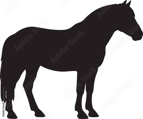 Fjord Horse in silhouette on white background.