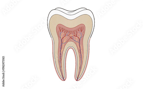Cross-section of a human tooth, showing pulp, dentin, and enamel - dental anatomy illustration for healthcare and education, oral hygiene