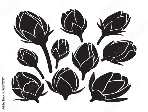 Flower buds opening silhouette with growth and renewal concept 