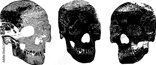 three detailed black and white human skull illustrations with crosshatch shading techniques