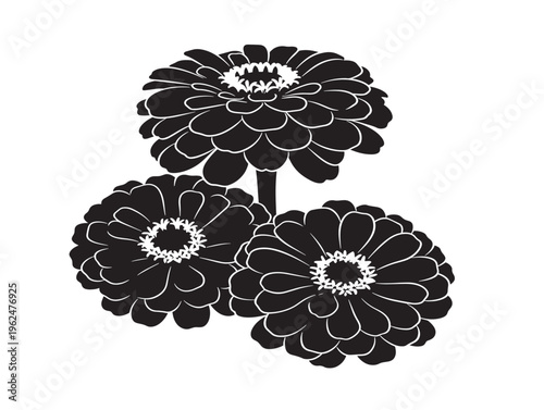 Zinnia blooms silhouette with bright and cheerful garden style 