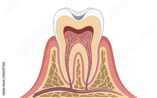 Cross-section of human tooth anatomy, showing enamel, dentin, pulp, and nerves, medical illustration, blood vessels