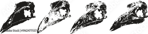 illustration of four bird skulls showing side views, detailed skeletal anatomy, scientific study