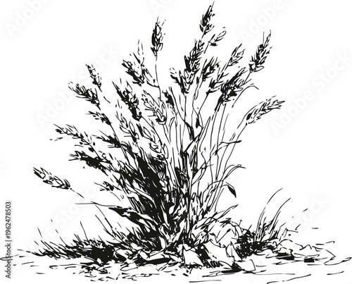 Wild grass cluster growing from rocky soil, detailed black ink botanical drawing