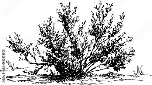 Desert shrub bush with detailed branches and leaves illustration in black and white