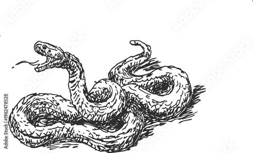 coiled snake with open mouth and forked tongue, detailed black ink illustration