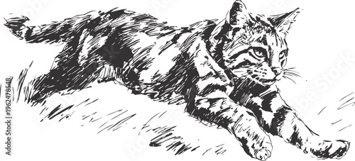 Black and white sketch of a cat stretching on the ground with detailed fur and focused expression