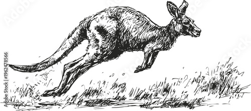 Black and white illustration of a kangaroo mid jump in natural grass setting, detailed wildlife art