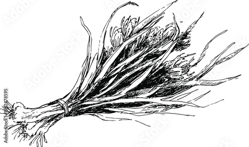 bunch of wild grass or herbs with long slender leaves and roots tied together in rustic