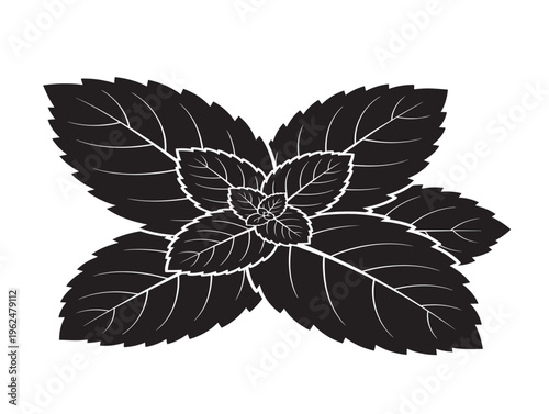 Fresh mint leaves silhouette with vibrant herbal energy 