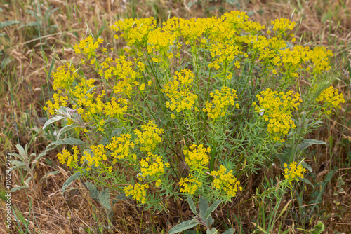 Yellow Cypress Spurge Eupho...