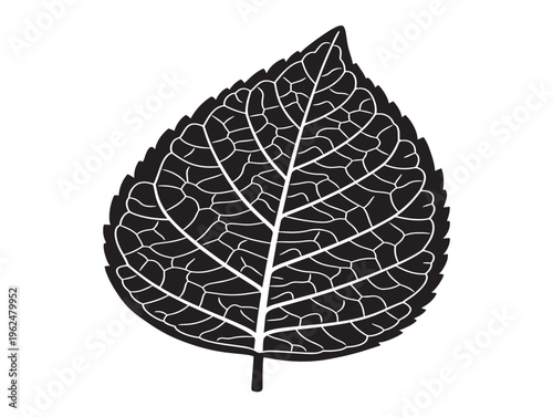 Leaf vein texture detailed organic silhouette pattern background 
