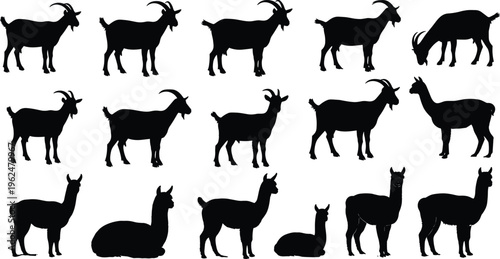 Collection of goat and llama silhouettes in various poses, black vector illustration showing farm animals grazing, standing and resting design scene