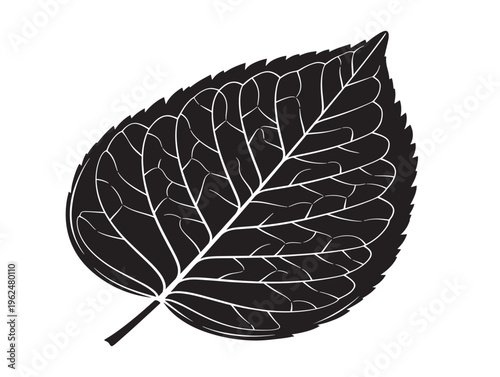 Leaf vein texture natural intricate silhouette design element 