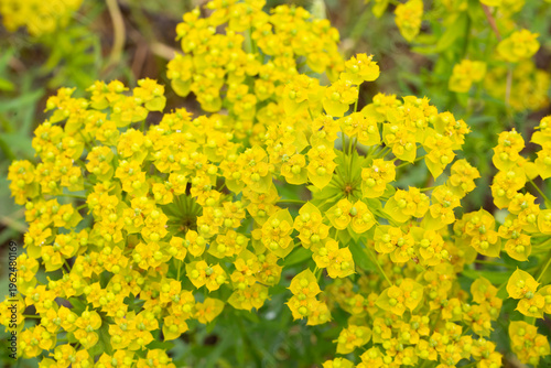 Yellow Cypress Spurge Eupho...