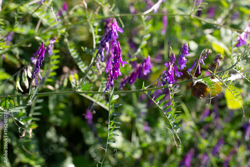 Purple Cow Vetch Flowers Bl...