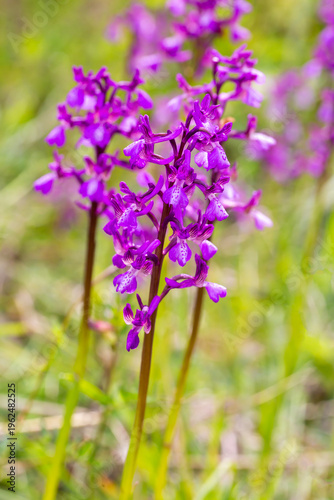 Wild Purple Anacamptis Laxi...