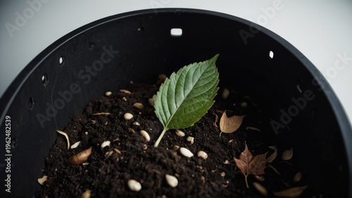 A single green leaf growing out of a pot of soil