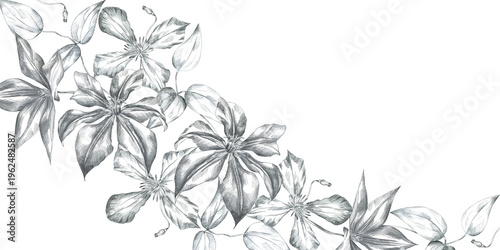 Tableau sur toile Hand drawn pencil sketch illustration clematis flower and leaves