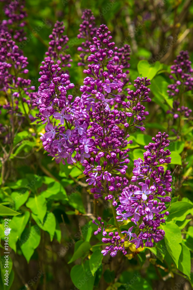 Obraz premium Purple Lilac Flowers Blooming in a Lush Spring Garden