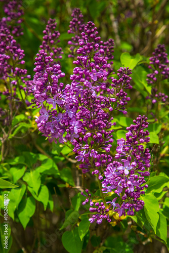 Purple Lilac Flowers Bloomi...