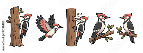Woodpecker birds cartoon collection showing various poses and actions like flying, pecking, and perching on tree trunks and branches.