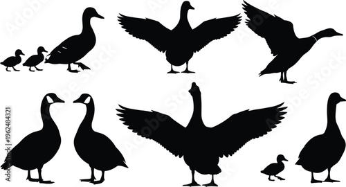 Duck and goose silhouette illustration set, bird flight family duckling waterfowl artwork, wildlife vector design concept