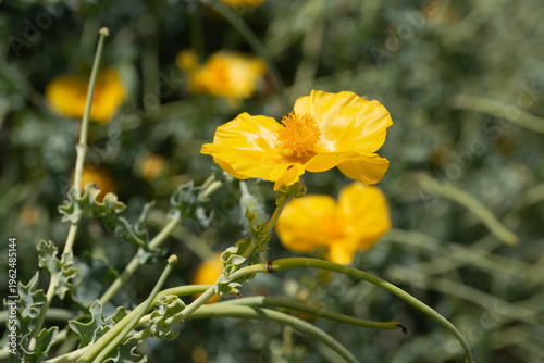 Yellow Horned Poppy Flowers...