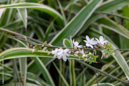 White Spider Plant Flowers ...