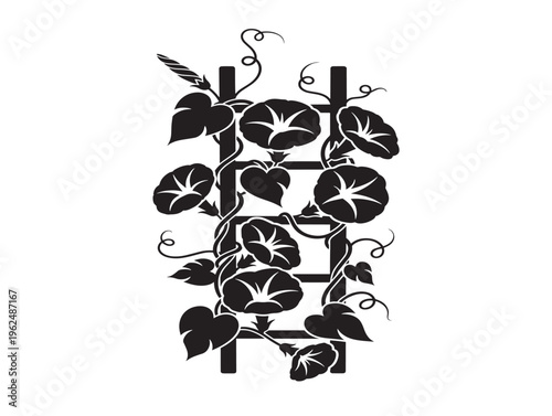 Morning glories on trellis silhouette with climbing floral vine structure 
